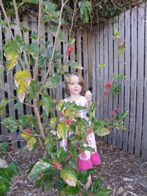 Dwarf Mulberry Tree