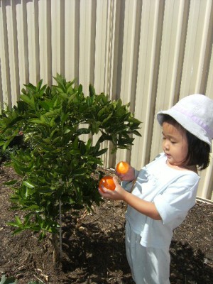 Dwarf Orange Tree