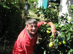 Dwarf Orange Tree