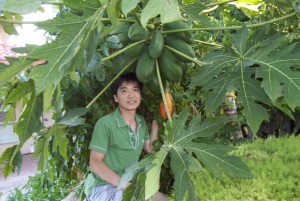 Dwarf Paw Paw