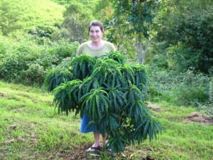 Dwarf Peach Tree