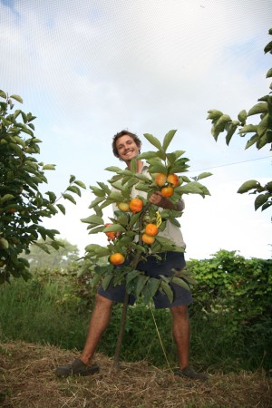 Dwarf Persimmon Tree