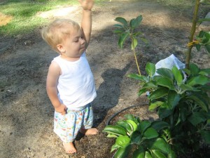 Dwarf Pinkabelle Apple Tree