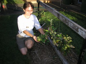 Dwarf Apple Tree