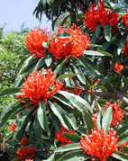 Tree Waratah flower