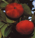 Velvet Apple Fruit