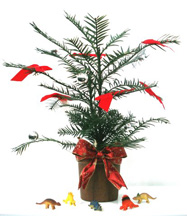 Wollemi Christmas Tree