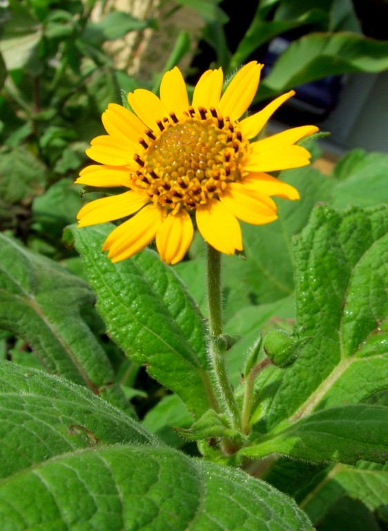 Yacon Flowers