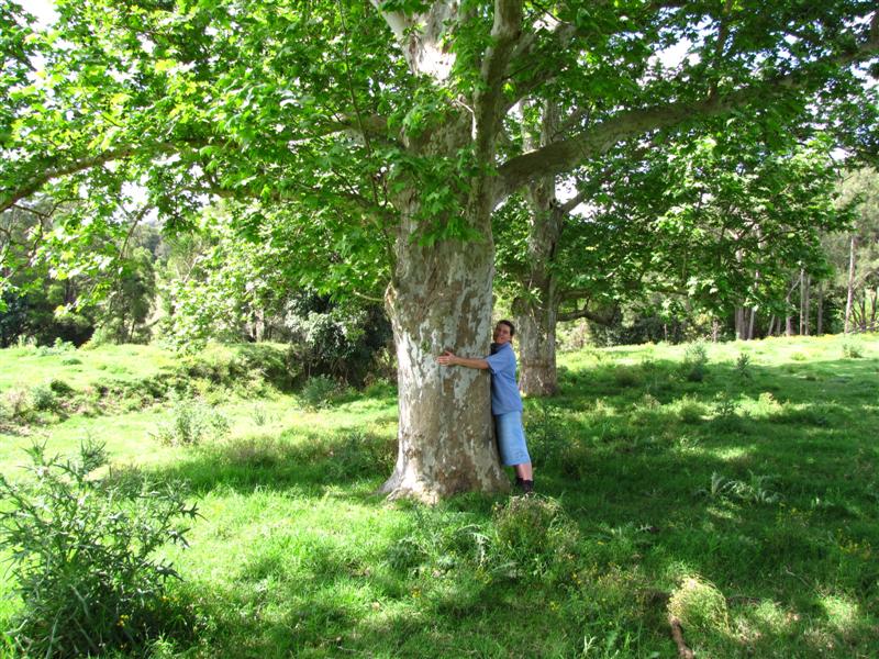 London Plane Trees