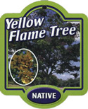 Yellow Flame Tree Peltophorum pterocarpum Plant