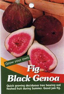Fig Black Genoa