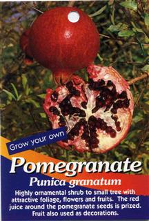 Pomegranate Tree $22.75