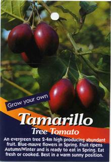 Tamarillo Tree