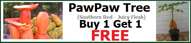 PawPaw - Buy 1 Get 1 Free