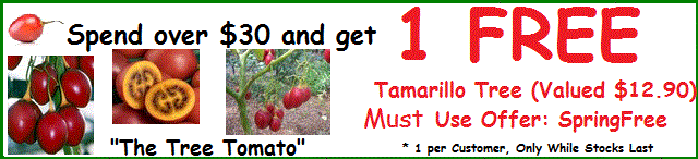 Free Tamarillo Tree just spend over $30.00