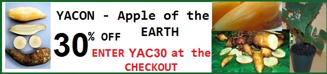 Yacon Apple of The Earth