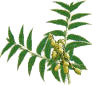 Neem Tree Azadirachta Indica