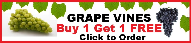 Grape Vines Buy1 Get 1 Free